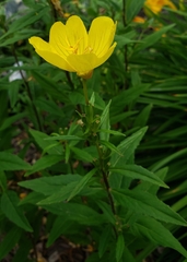 Oenothera pilosella