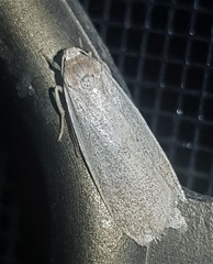Lambula obliquilinea