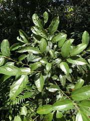 Cryptocarya chinensis