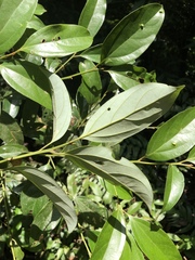 Cryptocarya chinensis