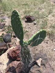 Opuntia rzedowskii