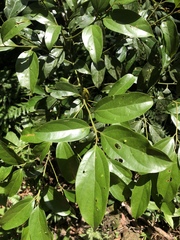 Cryptocarya chinensis