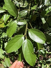 Cryptocarya chinensis