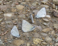 Glaucopsyche lygdamus oro