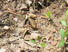 Callophrys augustinus annetteae