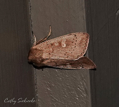 Leucania pseudargyria