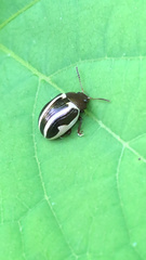 Bidensomela