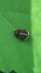 Bidensomela