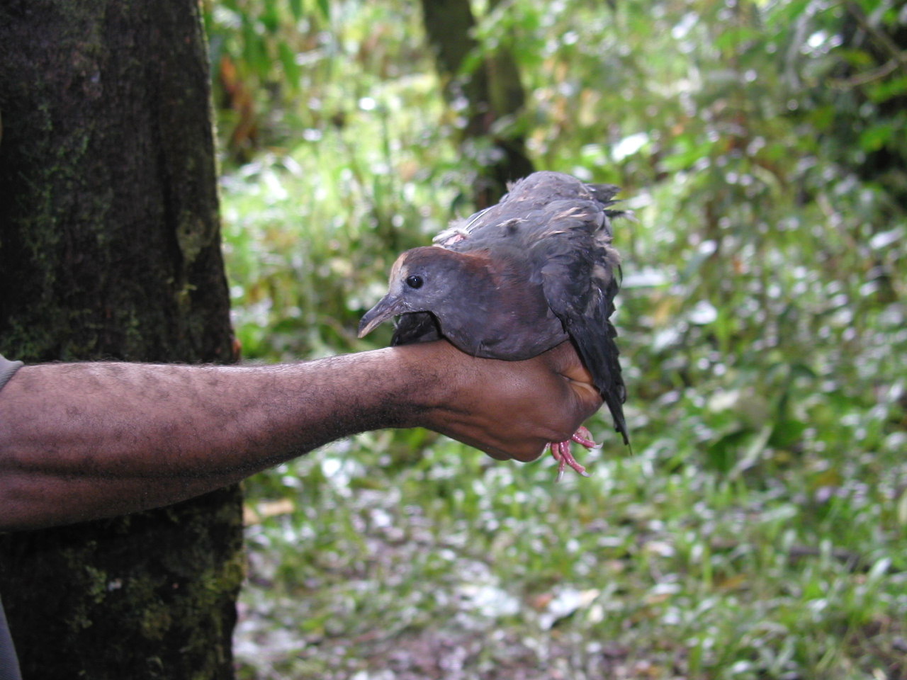 New Guinea Bronzewing (Henicophaps albifrons), photo 1