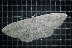 Scopula desita