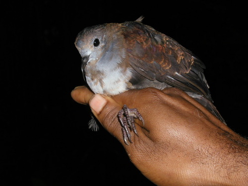 Bronze Ground Dove (Pampusana beccarii), photo 8