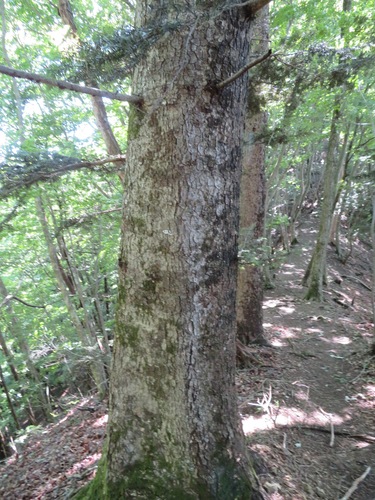 Image of Abies firma by (c) Marco Mussita, some rights reserved (CC BY)
