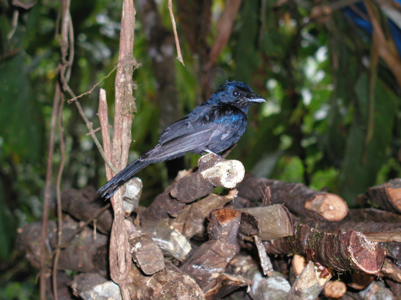 Drongo Fantail illustration