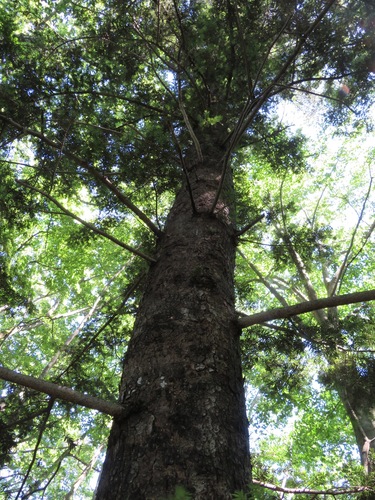 Image of Abies firma by (c) Marco Mussita, some rights reserved (CC BY)