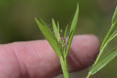 Dichanthelium villosissimum