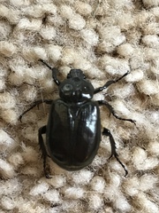 Osmoderma eremicola