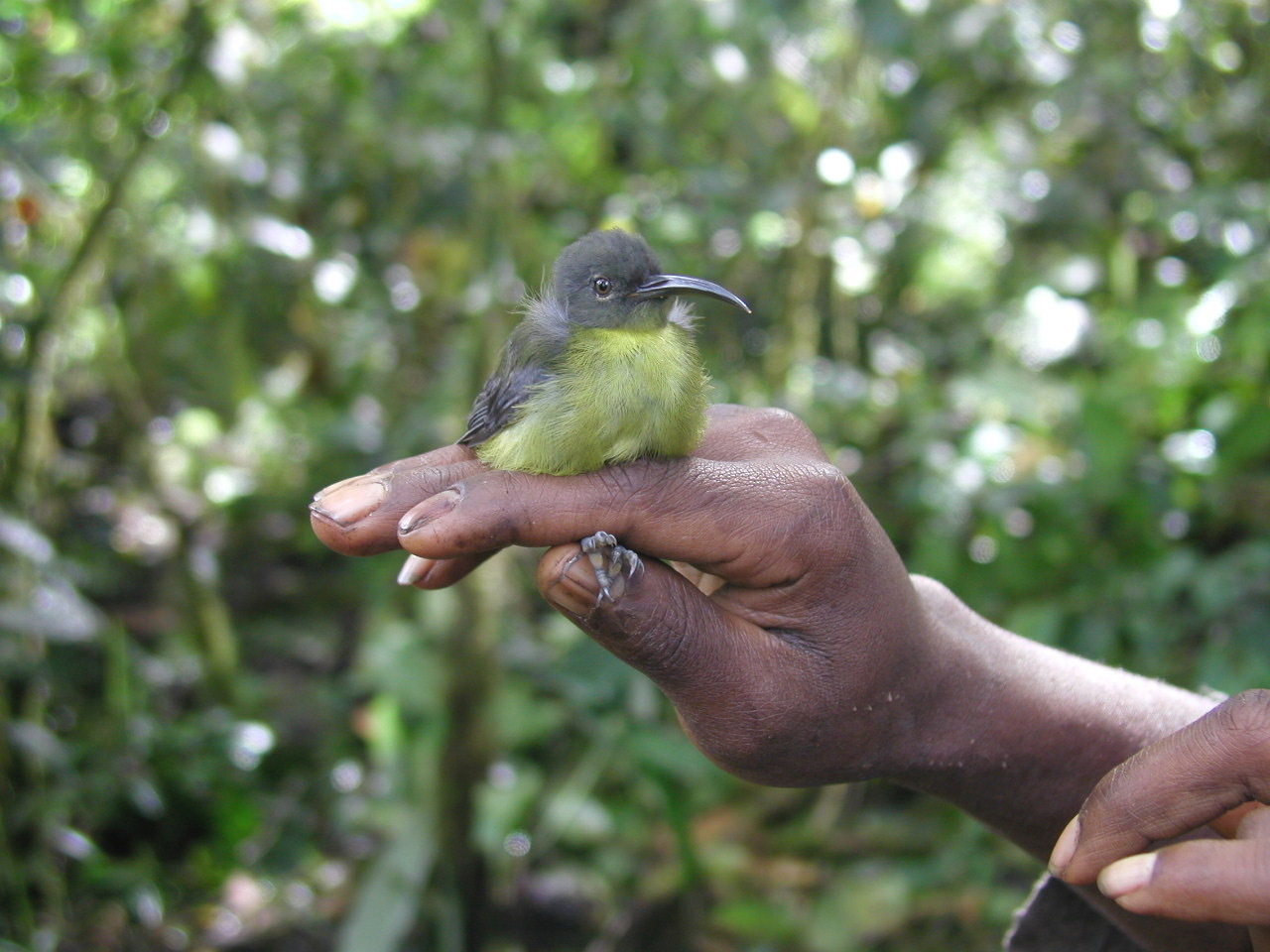 Slaty-chinned Longbill (Toxorhamphus poliopterus)