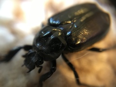 Osmoderma eremicola