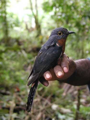 Chestnut-breasted Cuckoo (Cacomantis castaneiventris), photo 5