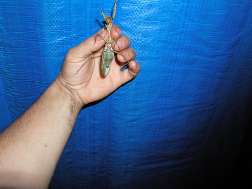 Rhombodera morokana (Rhombodera morokana)