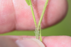 Dichanthelium villosissimum