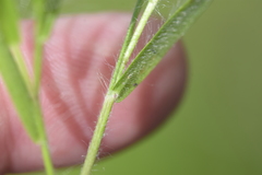 Dichanthelium villosissimum