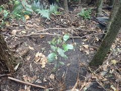 Hedycarya arborea