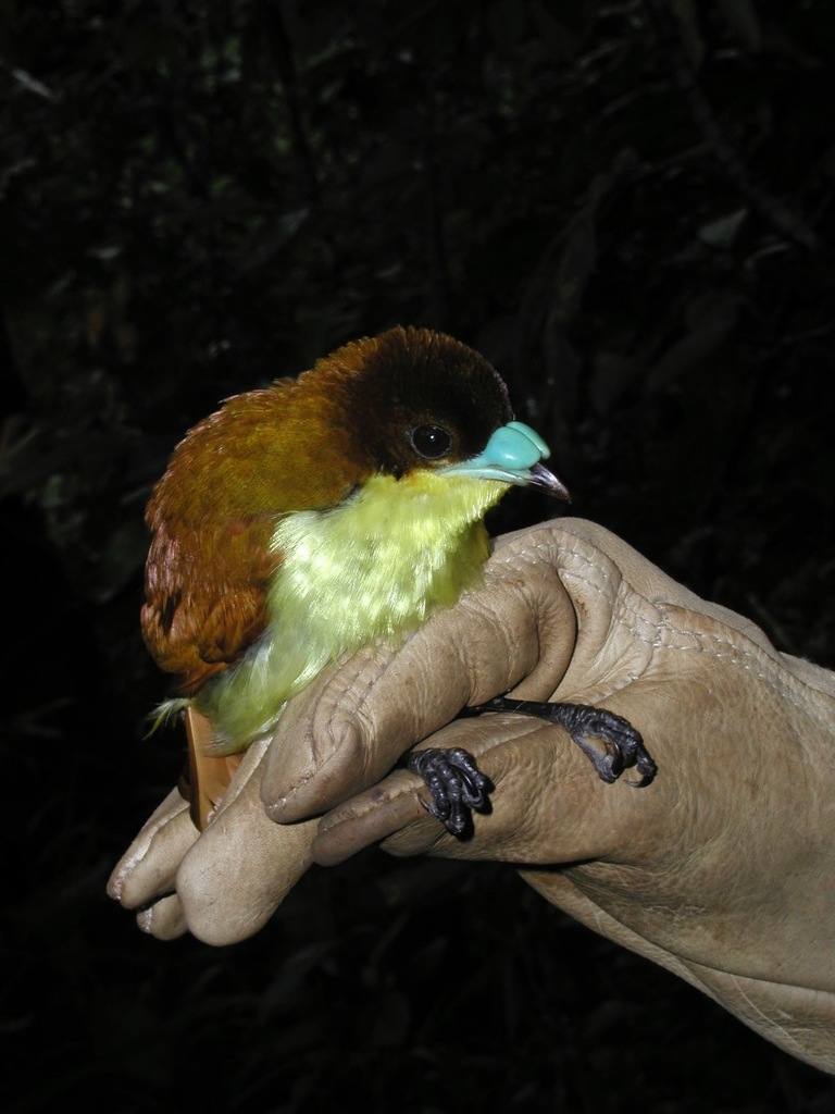 Yellow-breasted Satinbird (Loboparadisea sericea) photo