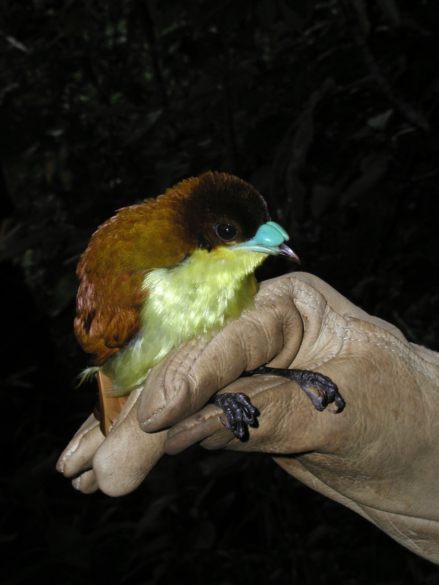 Yellow-breasted Satinbird (Loboparadisea sericea), photo 2
