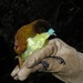 Yellow-breasted Satinbird - Photo (c) Daniel Levitis, some rights reserved (CC BY), uploaded by Daniel Levitis