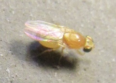 Chyromyidae