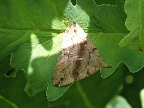 Dark Phalaenostola Moth