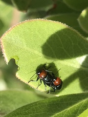Cryptocephalus sanguinicollis