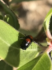 Cryptocephalus sanguinicollis