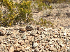 Callisaurus draconoides rhodostictus