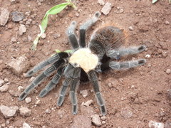Brachypelma albiceps