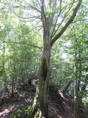Fagus crenata