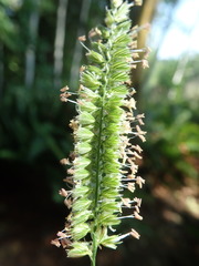 Cynosurus cristatus