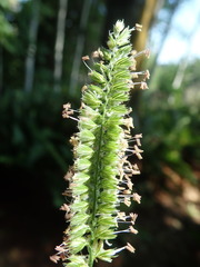 Cynosurus cristatus