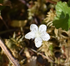 Rubus dalibarda