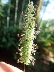 Cynosurus cristatus