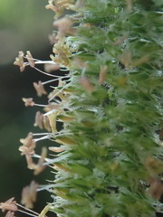 Cynosurus cristatus