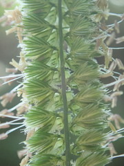Cynosurus cristatus