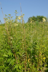 Filipendula ulmaria