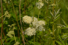 Filipendula ulmaria