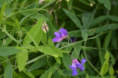 Lathyrus palustris pilosus