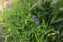 Lathyrus palustris pilosus