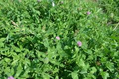 Trifolium pratense