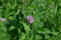 Trifolium pratense