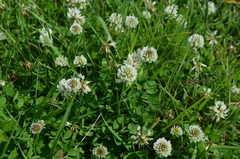 Trifolium repens